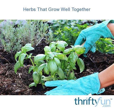 Herbs That Grow Well Together Thriftyfun