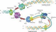 DNA replication - Online Biology Notes