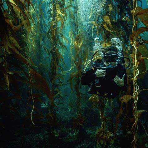Scuba Dive California S Channel Islands Kelp Forest Ventura County Coast