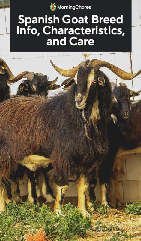 Spanish Goat Breed Info Characteristics And Care 2022
