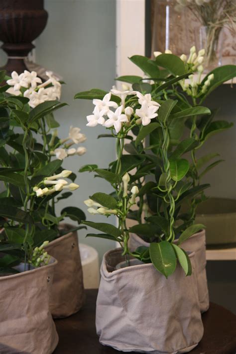 Fragrant Flowers Indoors Thuem Garden Plant
