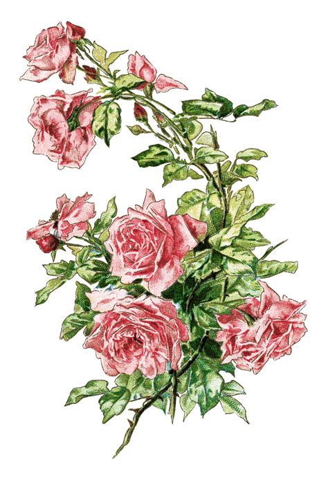 Free Vintage Image Branch Of Pink Roses Old Design Shop Blog