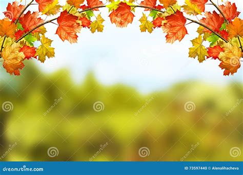 Colorful Beautiful Autumn Trees In The Park Stock Photo Image Of Fall