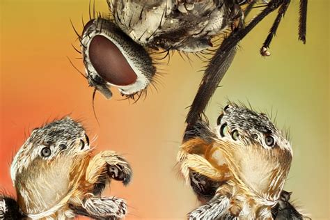 Jumping Spider Catching Fly Macroscopic Solutions Inspiring Discovery
