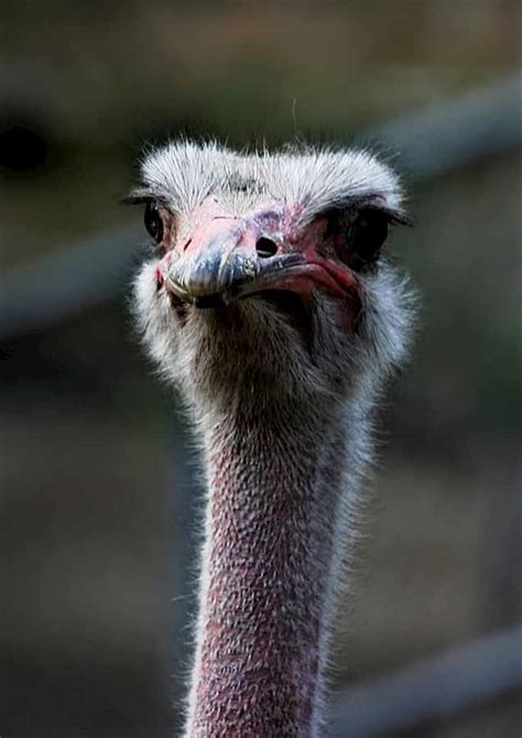 Ostrich Head In Sand Myth Are Ostriches Really That Stupid