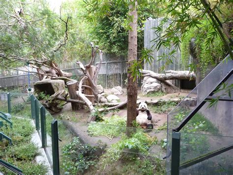 San Diego Zoo Giant Panda Exhibit Zoochat 2fa