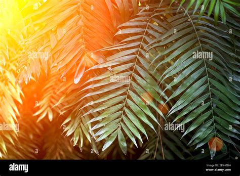 Tropical Fern Amazon Rainforest Brazil Hi Res Stock Photography And