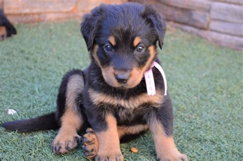 Beauceron Puppy Puppies Beauceron Dog Breeds