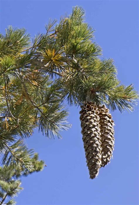 15 Sugar Pine Cones Giant Pine Cones Rare Longest Pine Cones In The