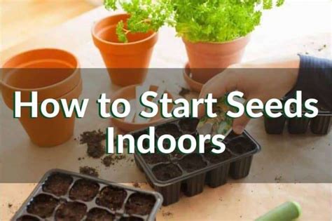 How To Start Seeds Indoors Indoor Gardening