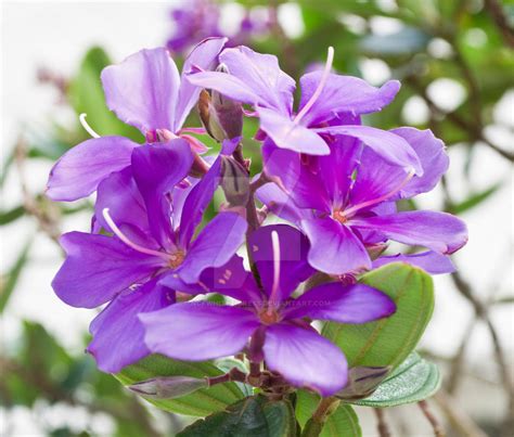 Purple Blossoms By Ncfwhitetigress On Deviantart