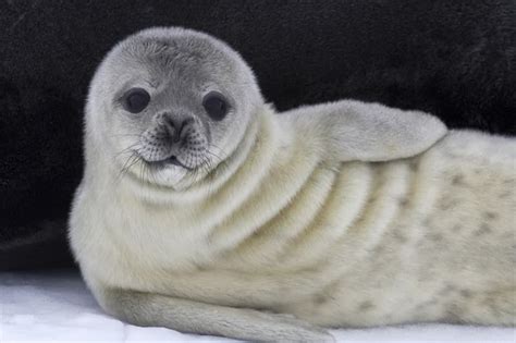 Meet The Cutest Marine Mammals 15 Adorable Photographs Of Seals In