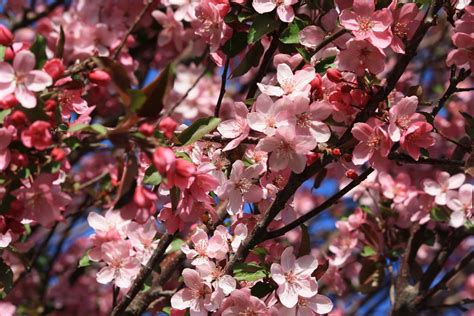 Crabapple Blossoms Pink Picture Free Photograph Photos Public Domain