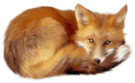 Fox Lying Down Transparent Png Stickpng