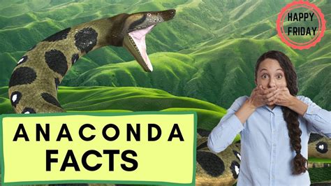 Top 10 Interesting Anaconda Facts Fun Facts You Need To Know Kulturaupice