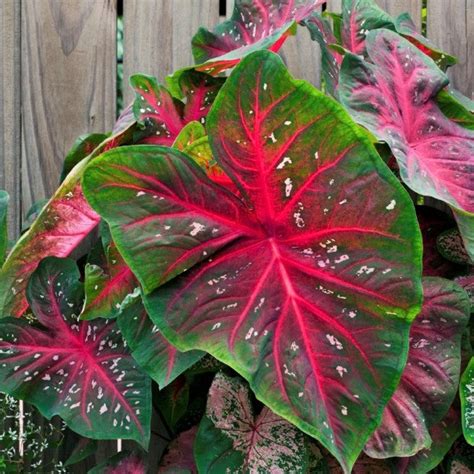 Red Flash Caladiums Caladium Bulbs