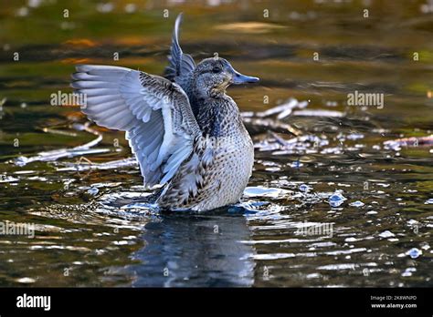 A Green Winged Teal Duck Anas Crecca Flapping Her Wings In A Rural