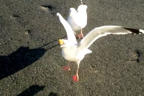 Watch Hilarious Moment Fred Astaire Seagull Taps Its Feet As It