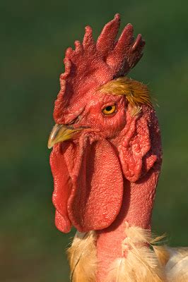 Our Transylvanian Naked Neck Chicken Quinta Do Cobral