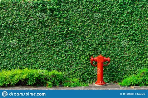 Fire Safety Pump On Texture Background Of Green Leaves Of Ivy Wall In