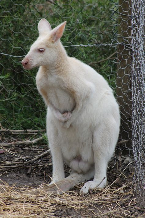 Albino Kangaroo At Peel Zoo Albino Animals Australian Animals Animals