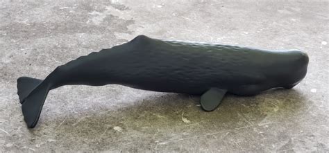 Sperm Whale 2019 Wild Safari Sealife By Safari Ltd Animal Toy Blog