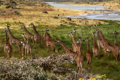 Arusha National Parks Tanzania Lodge Safari And Camping Safari Climb