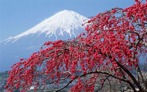 Wallpaper Mountain Fuji Peak Snow Covered Wood Flowers Spring