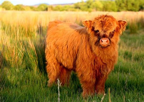 20 Adorable Photos Of Fuzzy Highland Cattle Calves