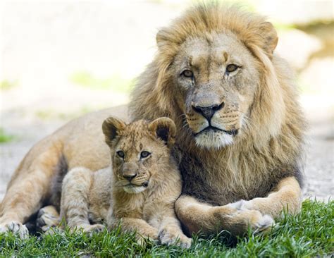 Lion And His Cub