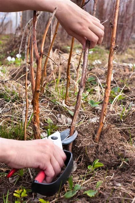 How To Prune Raspberries For A Bumper Harvest Year After Year