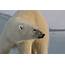 No Polar Bears Do Not Live In Antarctica But Could They  WhoWhatWhy