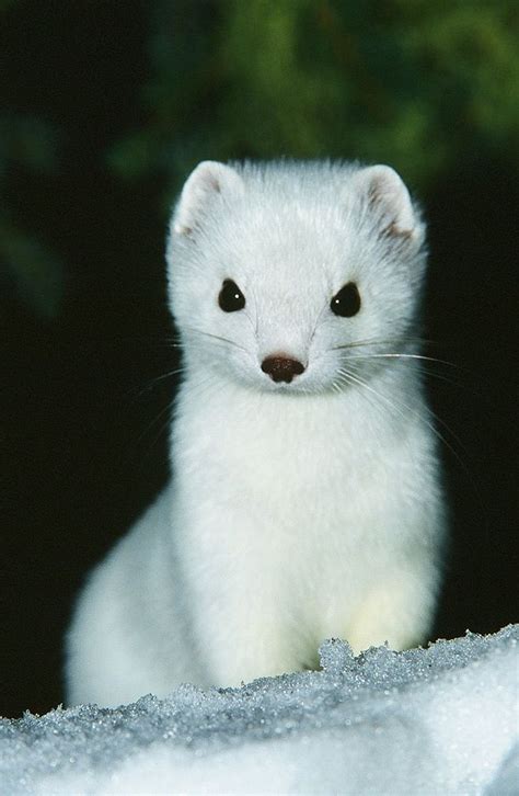 Who Knew A Weasel Could Be So Adorable White Ermine Stoat Animals