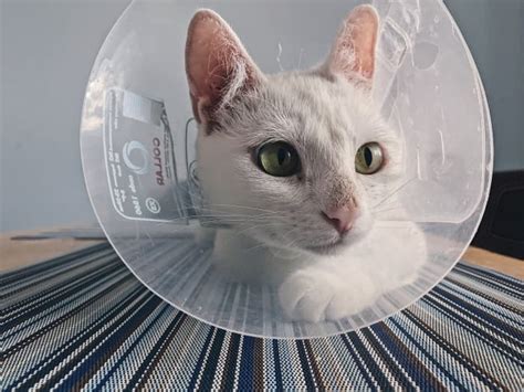 Care Tips And Changes To Expect After Neutering Your Cat Pethelpful