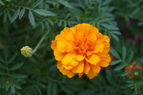 Marigolds How To Plant Grow And Care For Marigold Flowers The Old