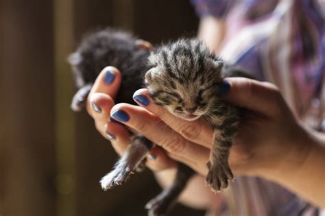 Although they are so small, infant kittens are born with a sense of newborn kittens stay close to their mother and litter mates as a form of warmth. 6 things you can do to save kittens' lives - Adventure Cats