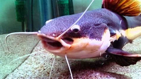Red Tail Catfish Feeding On Heering Youtube
