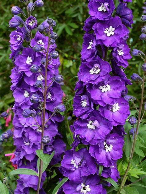 Delphinium Elatum Purple Passion Buy Online At Annies Annuals In
