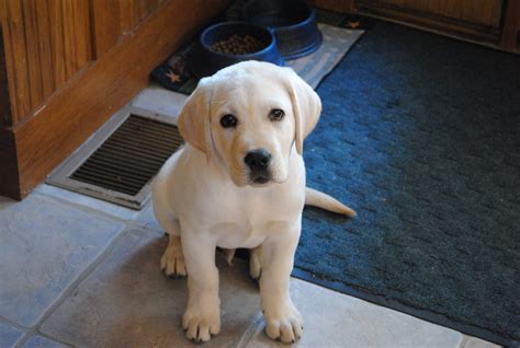 English Labrador Retriever Puppies For Sale Colorado