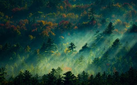 Nature Landscape Sunrise Forest Mist England Trees Fall