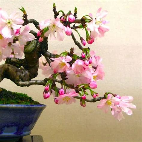 The Ultimate Care Guide For Cherry Bonsai Trees Love For Bonsai