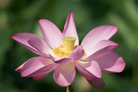 Stages Of A Lotus Flower Blooming At Kenilworth Aquatic Gardens — Todd