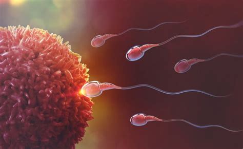 ¿sabías Que Los óvulos Seleccionan A Los Espermatozoides Y No Al Revés