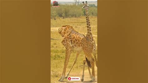 Giraffe Fight🦒 West African Giraffe African Giraffe 🦒giraffes
