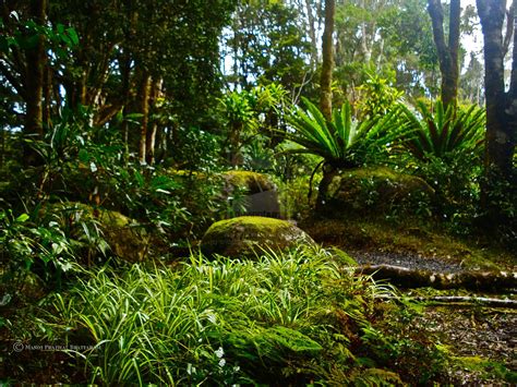 Rainforest Animals Ground Cover Plants Rainforest