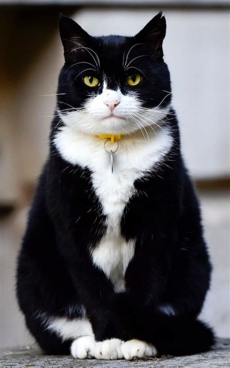 Palmerston The Foreign Office Cat Sitting In Downing