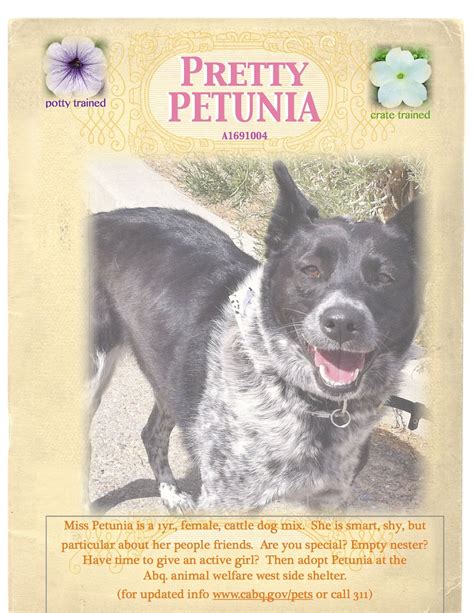 Ghost stories told by lantern light add an engaging twist to your average walking tour. We have a flower in bloom. Petunia is a cattle dog mix ...