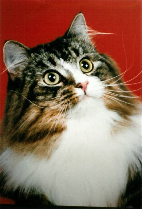 About the norwegian forest cat while they bear some resemblance to maine coons, norwegian forest cats are built very differently. Kashi Saga - Extra Special Cats - Norwegian Forest Cat ...