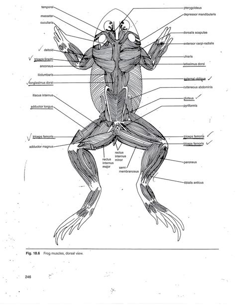 Types of muscles in the body. Frog Muscle Anatomy Muscular System Of The Frog Human ...