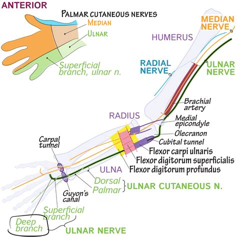 Gross Anatomy Glossary Deep Branch Of Ulnar Nerve Ditki Medical